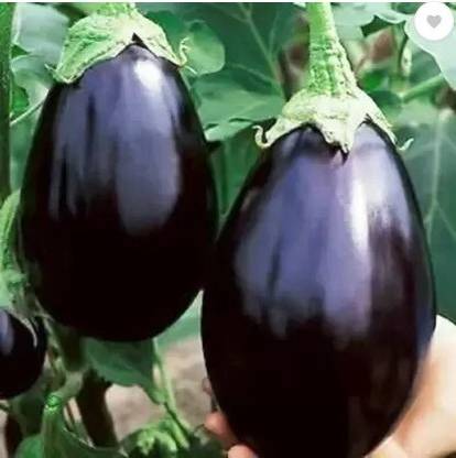 KALAGIA brinjal, bangan Seed
