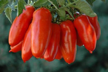 KNESSiN San marzano Tomato seeds American Sam merzano F1 Hybrid Seed