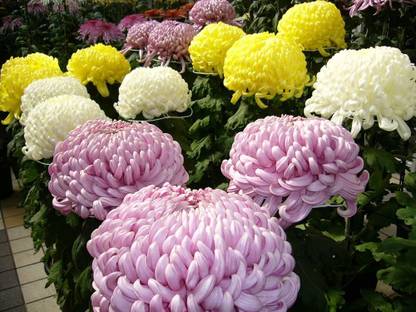 ibains Hybrid chrysanthemum flower seeds Seed
