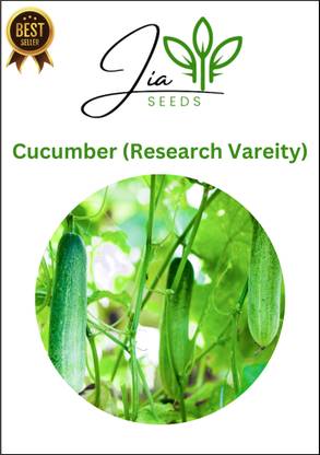 JIA CUCUMBER SEEDS HYBRID, CUCUMBER SEEDS, KAKDI SEEDS, FRESH CUCUMBER SEEDS, KHIRA Seed