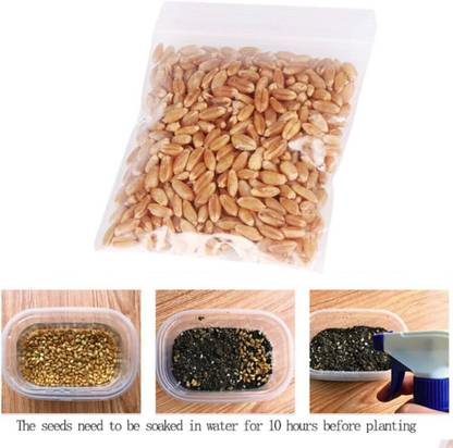 KNESSiN Organic Non-gmo Sprouting Seeds Kamut Brand Wheat grass Seed
