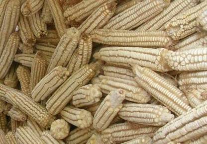 VibeX ® LXI-523 White Hickory King Corn Seeds Seed