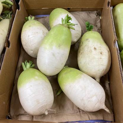 VibeX GUA-32 - Daikon Radish-Korean Type - (2250 Seeds) Seed