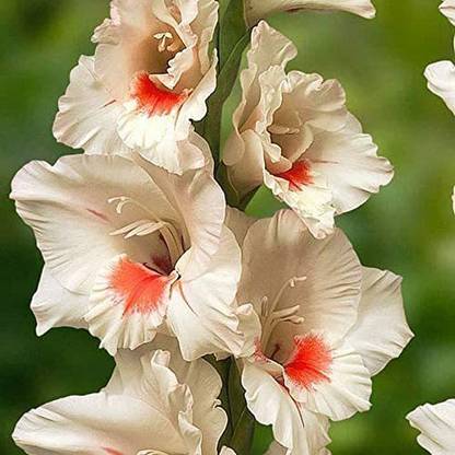 WILLVINE GUA-577 Gladiolus Ajax Bulb Sword Lily Seed