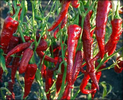WILLVINE SCI -II Byadgi chilli seeds | Dabbi byadagi chilli[1gm, 200 Seeds] Seed