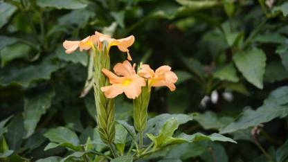 KDA kanakambaram-firecracker-crossandra Seed