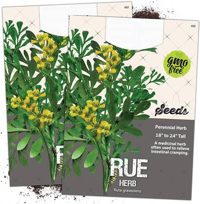 WILLVINE Rue Herb (Ruta graveolens)-2 x Packet Seed