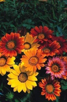 CYBEXIS Gazania Splendens Mix Seed