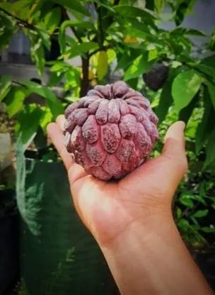 SHYAM Testy Healthy Food "Red Custard apple(Ata)" Fruit Plant Tree Seed