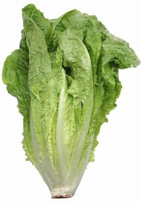 BDSresolve pak choi seeds/lettuce seeeds 74 Seed