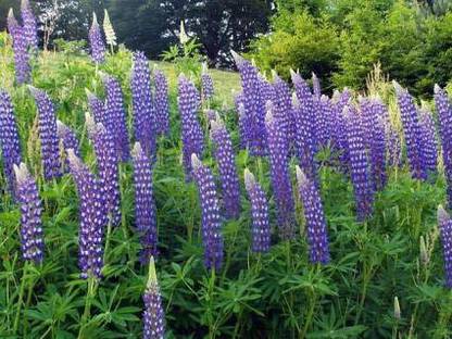 JRYU Lupin Flower Seed
