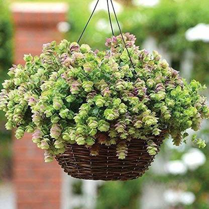 CYBEXIS VXI-2 - Ornamental Oregano Kirigami - (150 Seeds) Seed