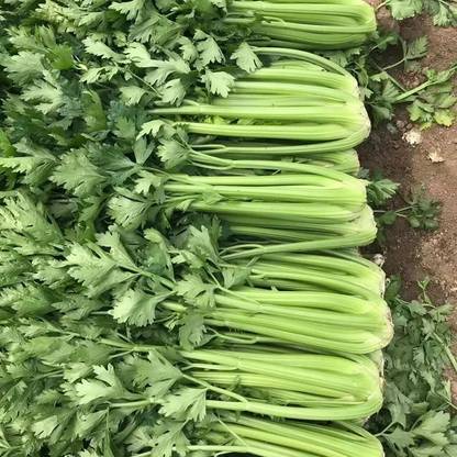 Quentova Organic Green Celery Vegetable Seed