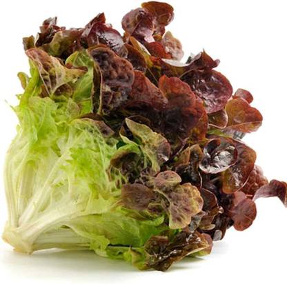 VibeX VXI-19 - Ruby Red Leaf Lettuce - (1350 Seeds) Seed