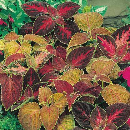 M-Tech Gardens Rare Hybrid Coleus " Flame Dancers " Exotic 50 Seed