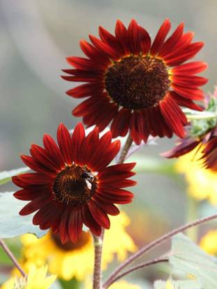 VibeX ® VXI-177 Sunflower Seeds(Helianthus annuus) Seed