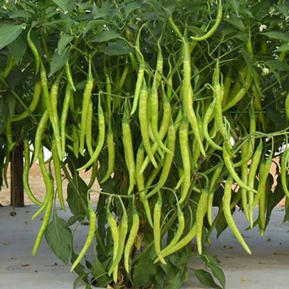 SeeGreen CW44 CHILLI MIRCHI HYBRID-168 Seed
