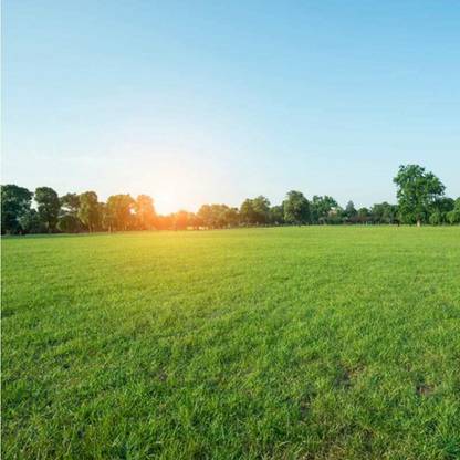 SREE Grass Seeds for Garden/Park/Playground, Lawn Grass Seed