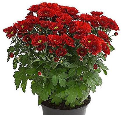 CYBEXIS Shevanti, Chrysanthemum (Red) Seeds Seed