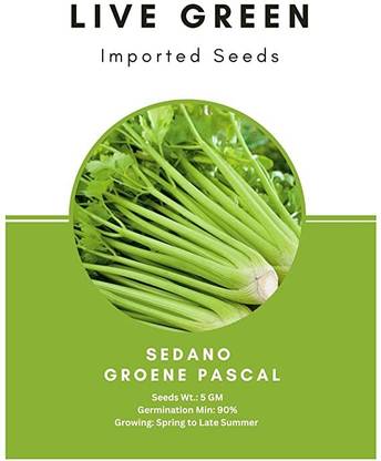 Udanta Live Green Imported Seeds - Sedano Groene Pascal Celery Exotic Herb Seeds Seed