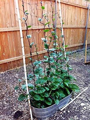 VibeX Malabar Red Stem Spinach Seed