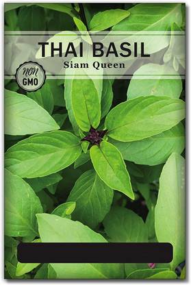 VibeX ® XXL-192 Thai Basil "Siam Queen" Seed
