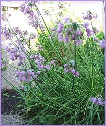 WILLVINE XLL-737 Allium Nodding Onion Allium Cernuum-1500 Seeds Seed