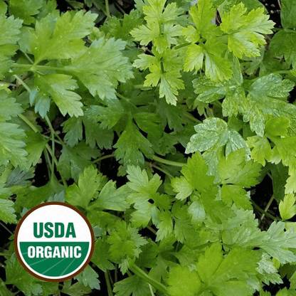 VibeX GBPUT-27 - Organic Plain/Single Parsley - (250 Seeds) Seed