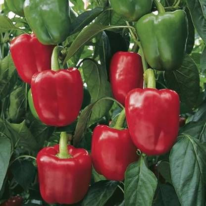 BSARKAR Hybrid bell pepper / capsicum / chilli pepper seed, Chilli seed, Vegetable seed Seed