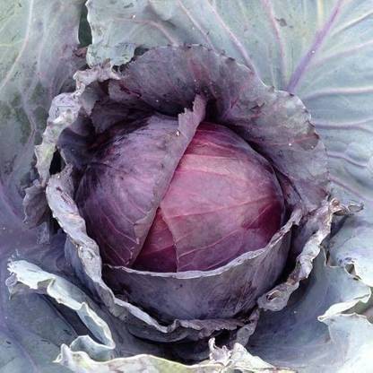 BDSresolve purple cabbage seeds/cabbage seeds 45 Seed
