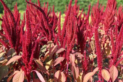 Audhav Amaranthus Multicolor Flower Seeds for All Season Home Gardening Seed