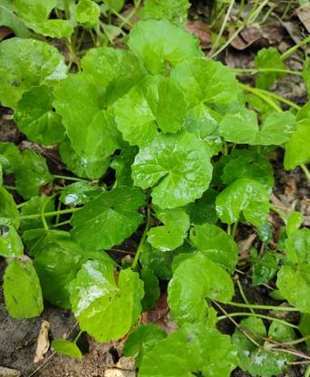 Dbbrothers Thankuni seeds/Centella asiatica seeds/Gotu kola seeds Seed