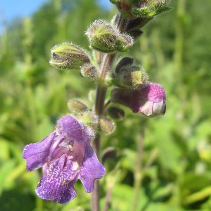 VibeX ® XXL-379 Red Sage Seeds (Salvia miltiorrhiza) Seed