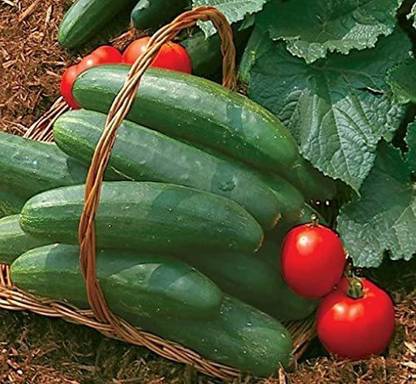 VibeX ® RXI-25 Bush Champion Slicing Cucumber Seeds Seed