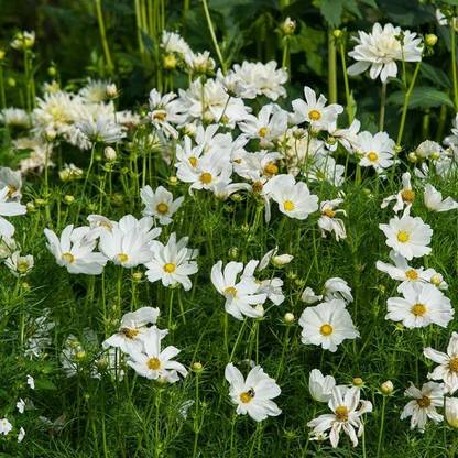 ZIXA Cosmos bipinnatus 'Sonata White' Seed