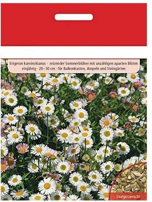 CYBEXIS Spanish daisy Seed