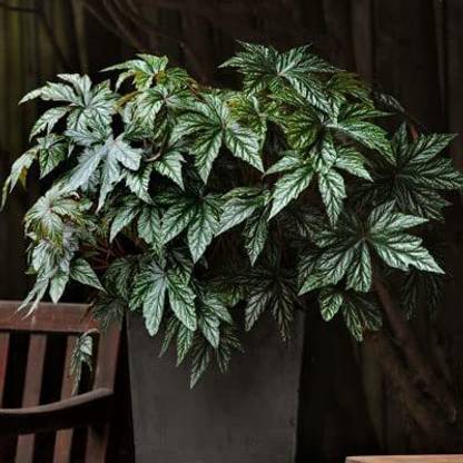 CYBEXIS LX-81 - Begonia - Gryphon - (30 Seeds) Seed