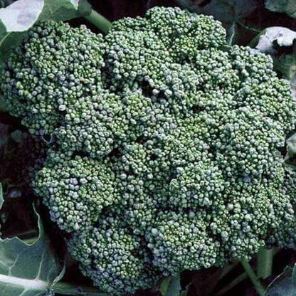 WILLVINE HAR -VIII Broccoli Calabrese FBA-1186 (Green) [10g] Seed