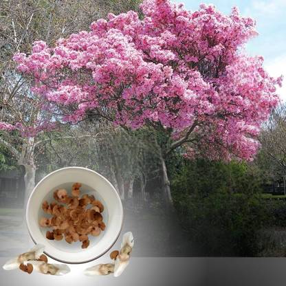 green paradise Tabebuia Rosea pink trumpet tree Seeds (pack of 20 seeds) Seed