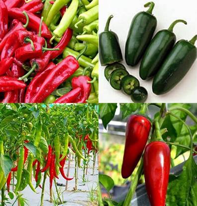 ibains Desi chilli seeds bij 81 Seed