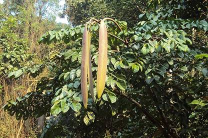 Kapebonavista tatelo Phanaphana Broken Bones Tree Oroxylum indicum flowering plant Seed