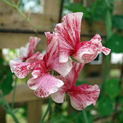 CEZIUS Home Garden Seeds Sweet Pea 'America' Seed