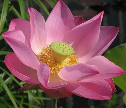 KANAYA Kamal Gatta (Lotus) Seed