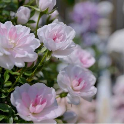 VibeX Smallest Rose in The World Seed