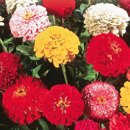 UGRA Zinnia California Double Giant Seed