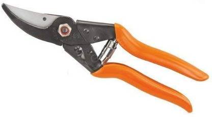 folcon major FOLCON MAJOR Seed