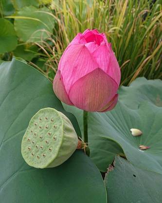 KANAYA Kamal Gatta (Lotus) Seed