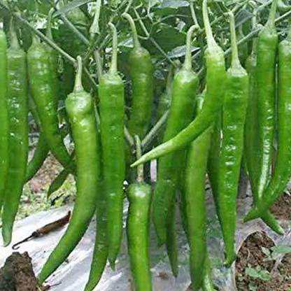 SREE Mixed CW44 CHILLI MIRCHI HYBRID SEED,chilli seeds Seed