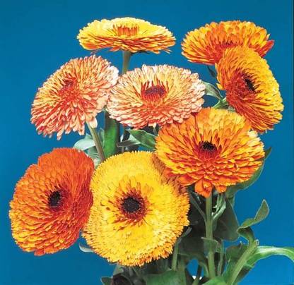 XOLDA Exotic calendula Seed