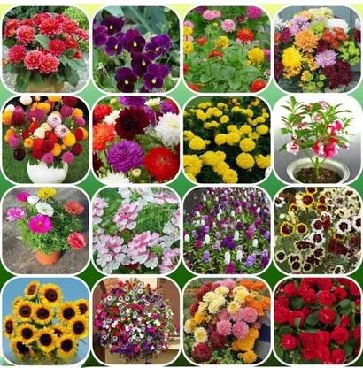 BEE Garden Variety Combo Flower Seeds for Home Garden | Suitable for Summer,Winter & Spring Seed